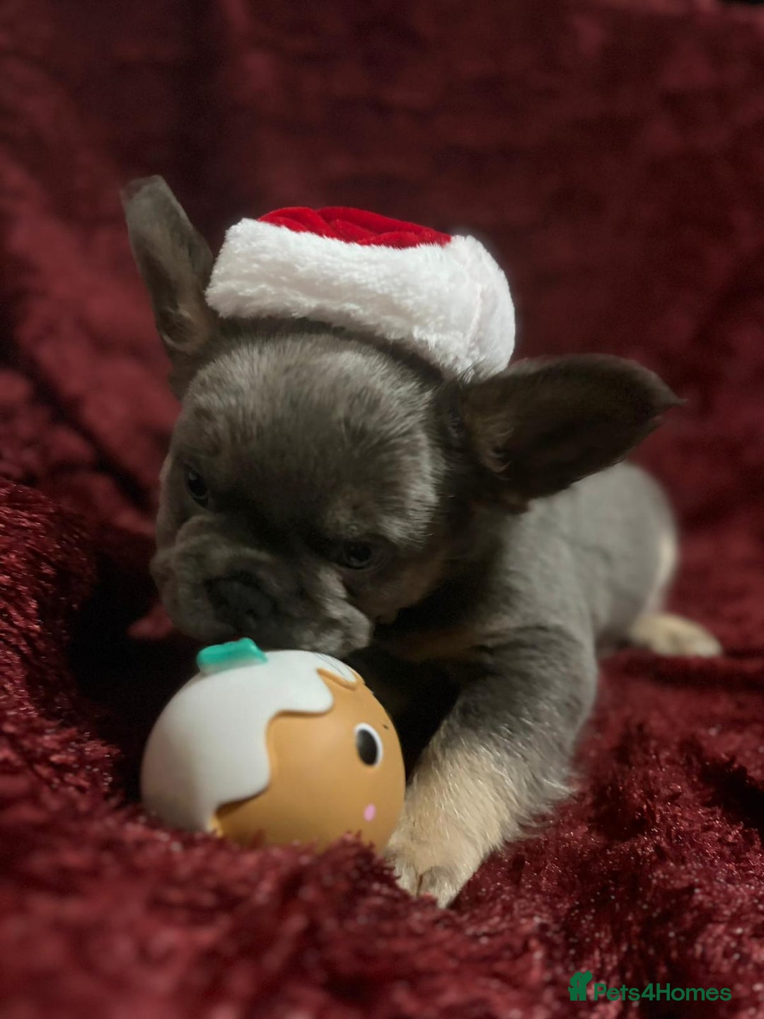 French Bulldog dogs for sale: Fluffy French bulldog puppies- strong bloodline. - Advert 13