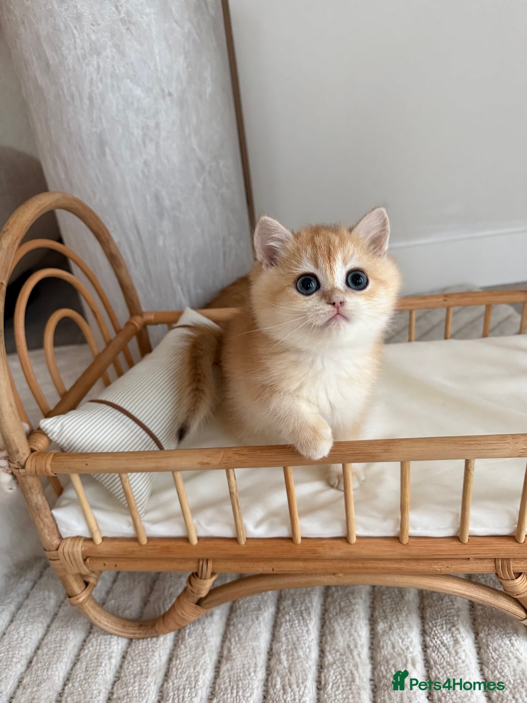 British Shorthair cats for sale: Golden British shorthair kittens - Advert 33