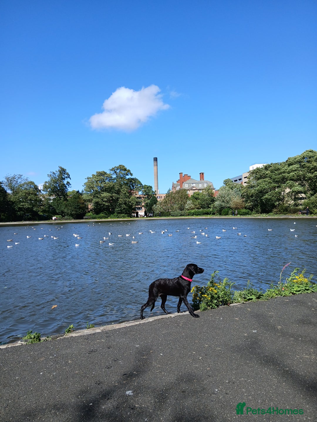Labrador Retriever dogs for sale: Labrador puppy is looking for her forever home - Image 11