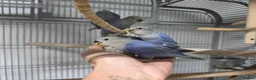 Lovebirds birds for sale: Peach faced blue lovebird in Pontefract - Advert 4