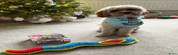 Cavapoo dogs for stud: Proven Toy Cavapoo Stud Extensively Health Checked in Preston - Advert 11