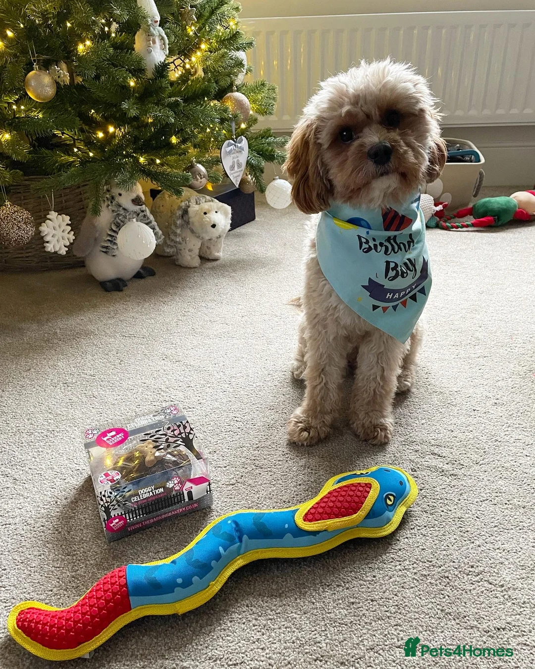 Cavapoo dogs for stud: Proven Toy Cavapoo Stud Extensively Health Checked in Preston - Advert 11