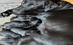 Labrador Retriever dogs for sale: Beautiful Black Labrador Puppies - Image 4