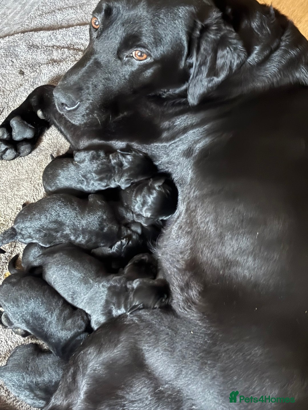 Labrador Retriever dogs for sale: Beautiful Black Labrador Puppies - Image 4