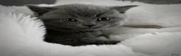 British Shorthair cats for sale: GCCF British short hair boys😻 - Advert 9