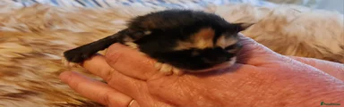 Maine Coon Kitten 3