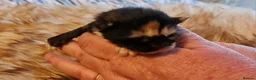 Maine Coon cats for sale: Beautiful TICA registered Maine Coon kittens in Darlington - Advert 19
