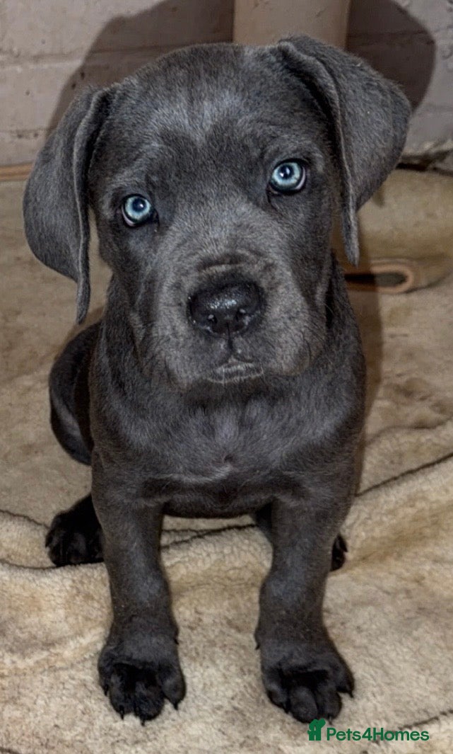 Cane Corso dogs Beautiful Blue Cane Corso - Advert 3