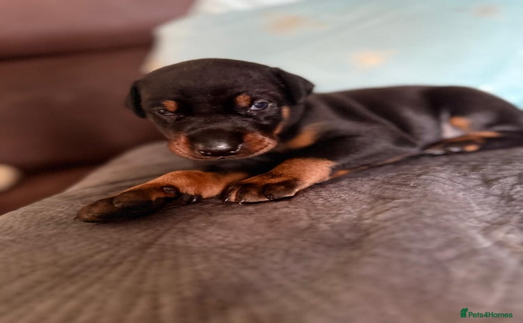 Dobermann dogs - Advert 2