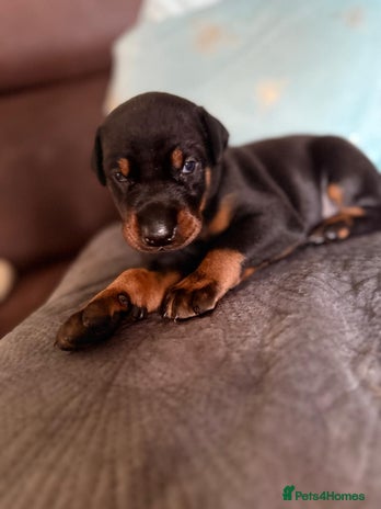 Dobermann dogs for stud - Advert 2