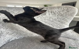 Bengal cats for sale: Two adorable Blue/Melanistic Bengal Kittens TICA  in Benfleet - Image 26