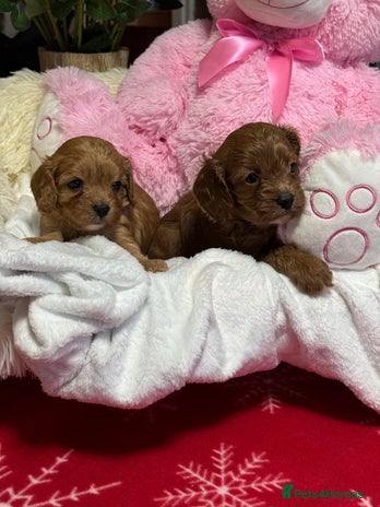 Cavapoo dogs - Advert 4