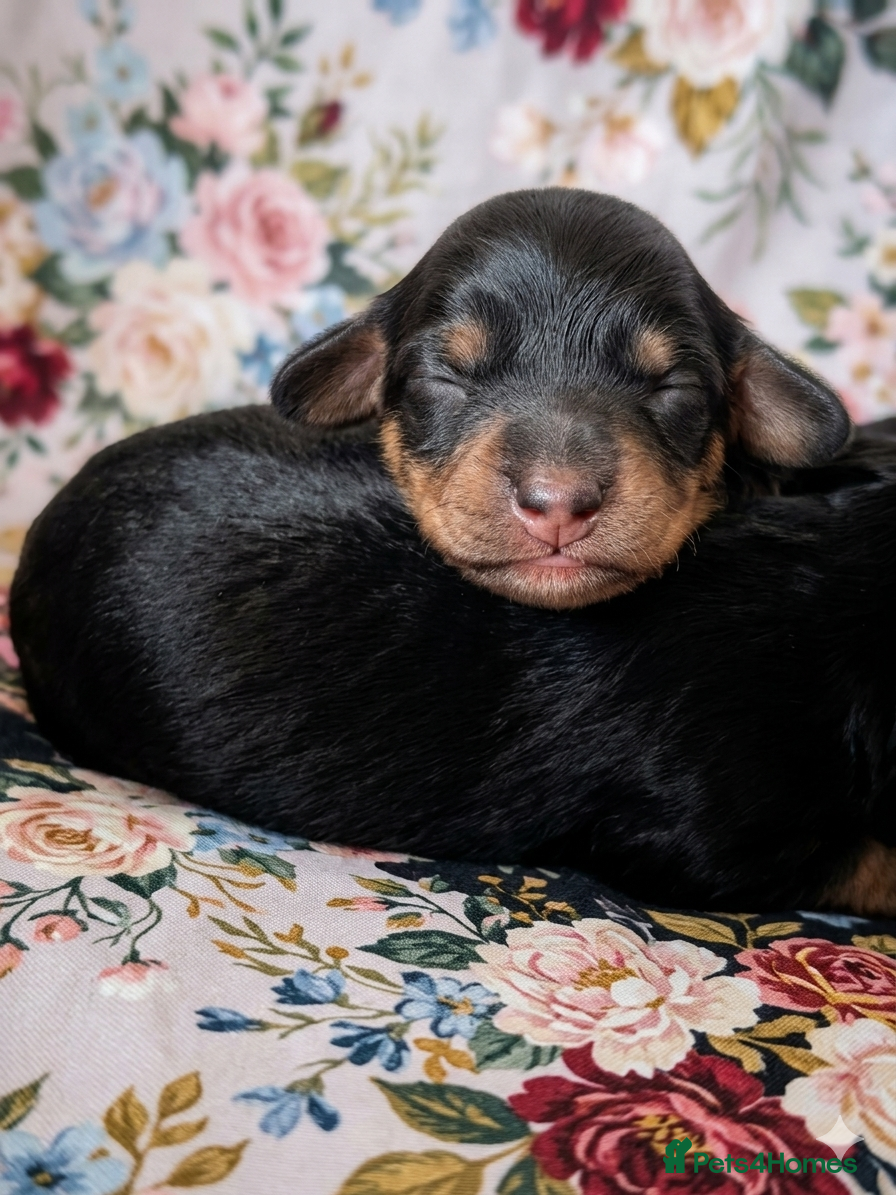 Cavapoo dogs Cavapoo pups just born✨️✨️ health tested parents - Advert 9