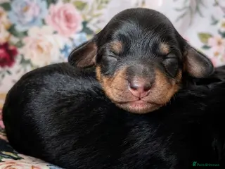 Cavapoo dogs Cavapoo pups just born✨️✨️ health tested parents - Advert 9