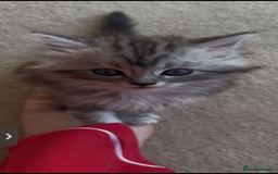 Persian cats for sale: ALL SOLD! PERSIAN-RAGDOLL KITTENS - Image 26