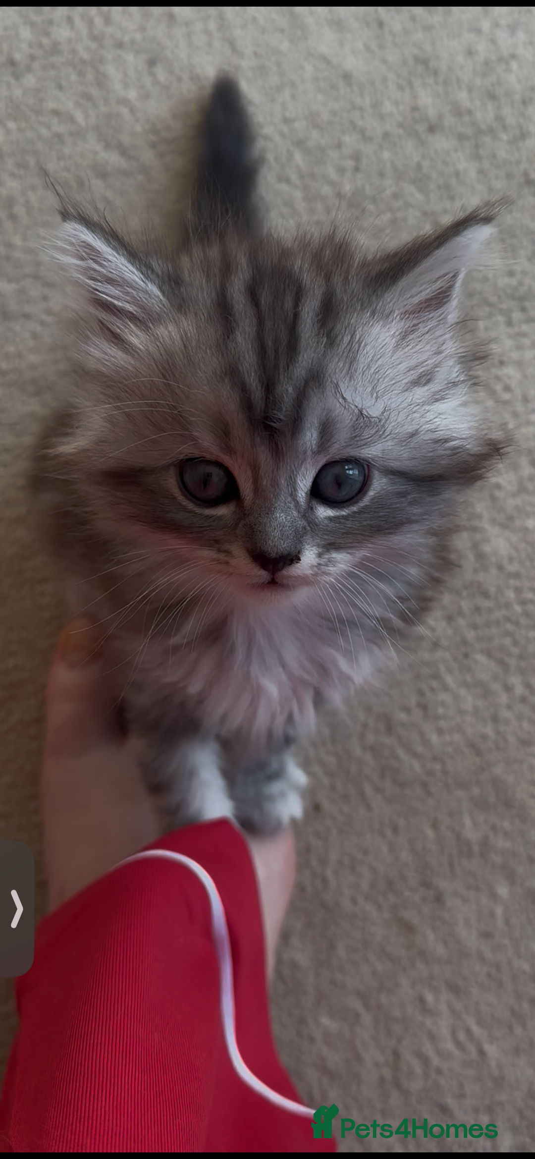 Persian cats for sale: ALL SOLD! PERSIAN-RAGDOLL KITTENS - Image 26