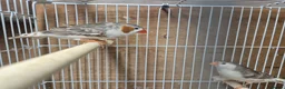 Mixed Breed birds for sale: Cage n aviary birds  - Advert 4