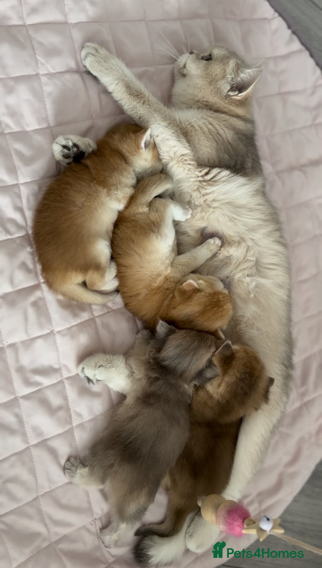 British Shorthair cats for sale: British Shorthair Golden Lilac kittens  - Image 26