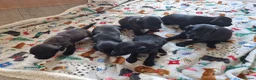 Doxiepoo dogs for sale: 6 doxiepoos - Advert 13