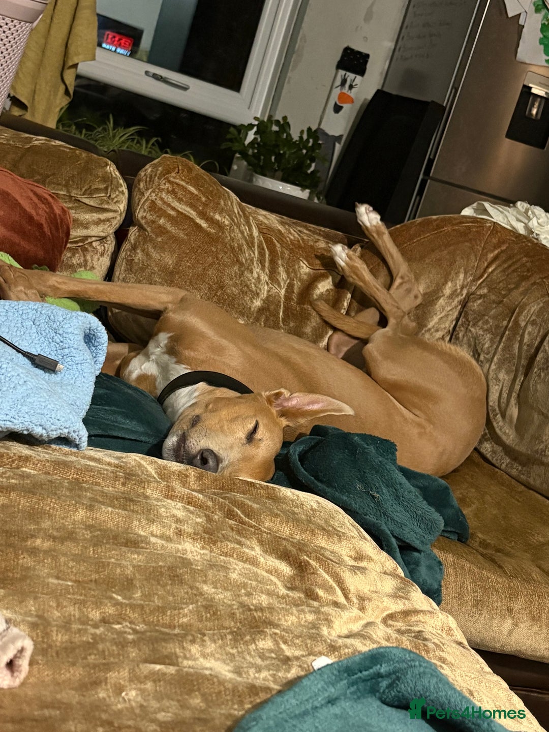 Mixed Breed dogs for sale: Rehoming 8 year old lurcher x greyhound - Advert 3
