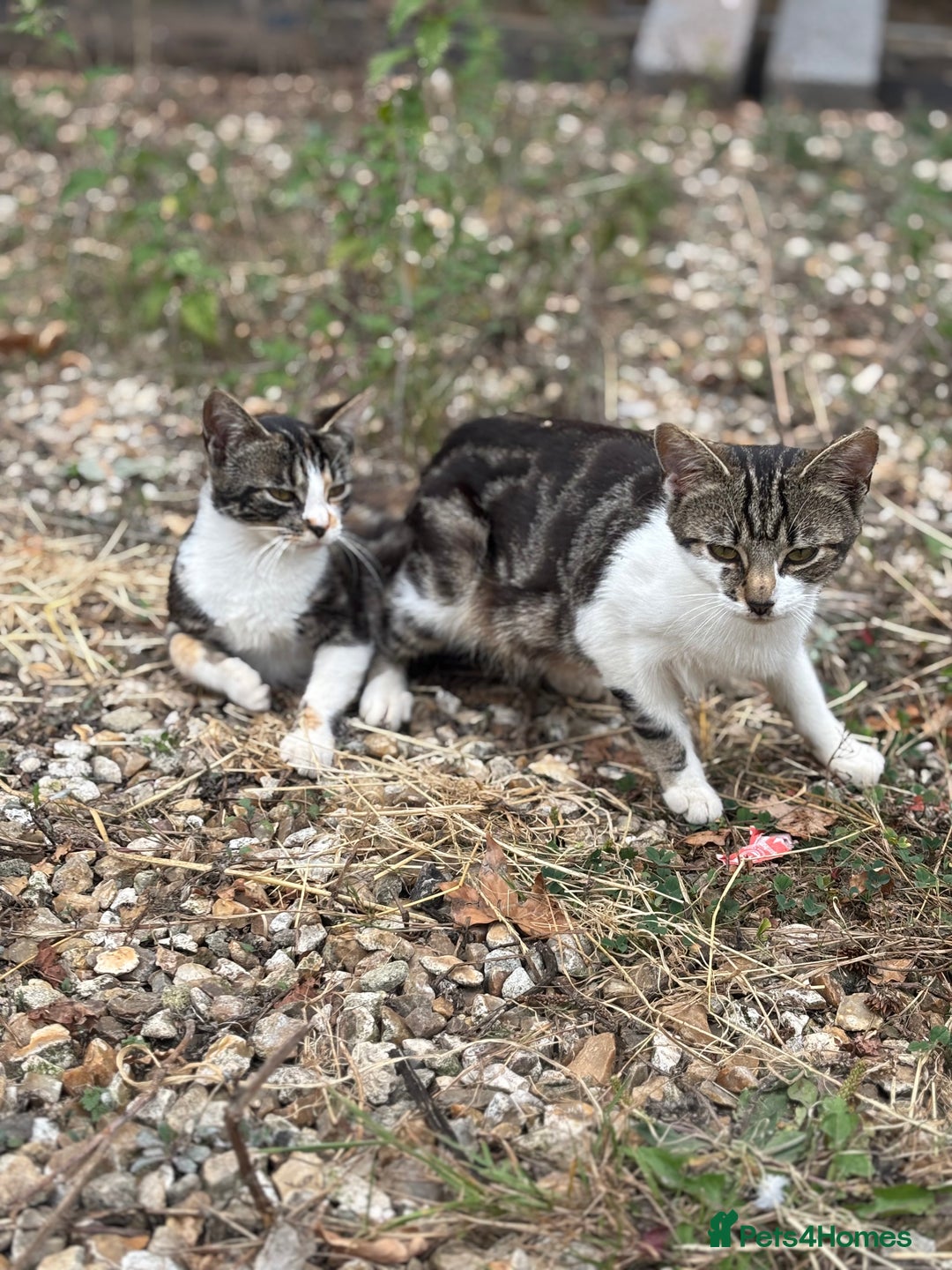Mixed Breed cats for sale: Kittens will be ready 8th September for new home! - Image 9