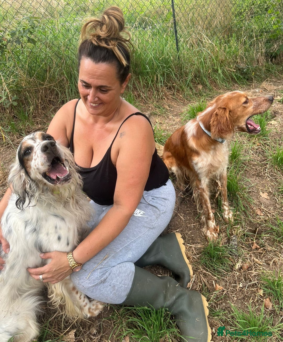 English Setter dogs for adoption: Yaco  - Image 6