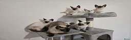 Siamese cats for sale: Charming Siamese Kittens x6 - Advert 2