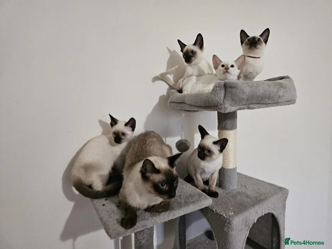 Siamese cats for sale: Charming Siamese Kittens x6 - Advert 2