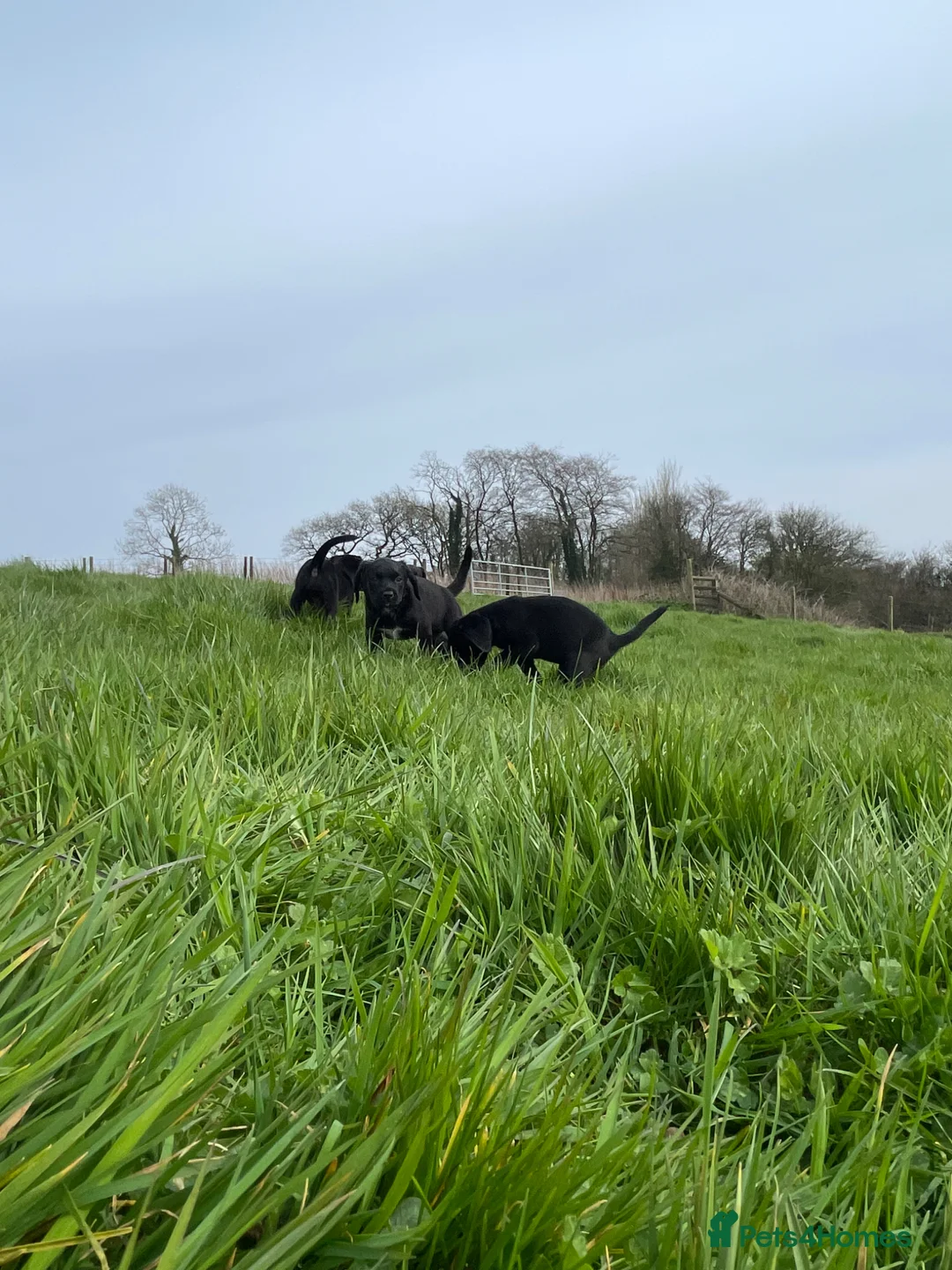 Springador dogs for sale: Springerdor - Advert 6