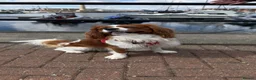Cavalier King Charles Spaniel dogs for stud: Health Tested Cavalier King Charles For Stud - Advert 2