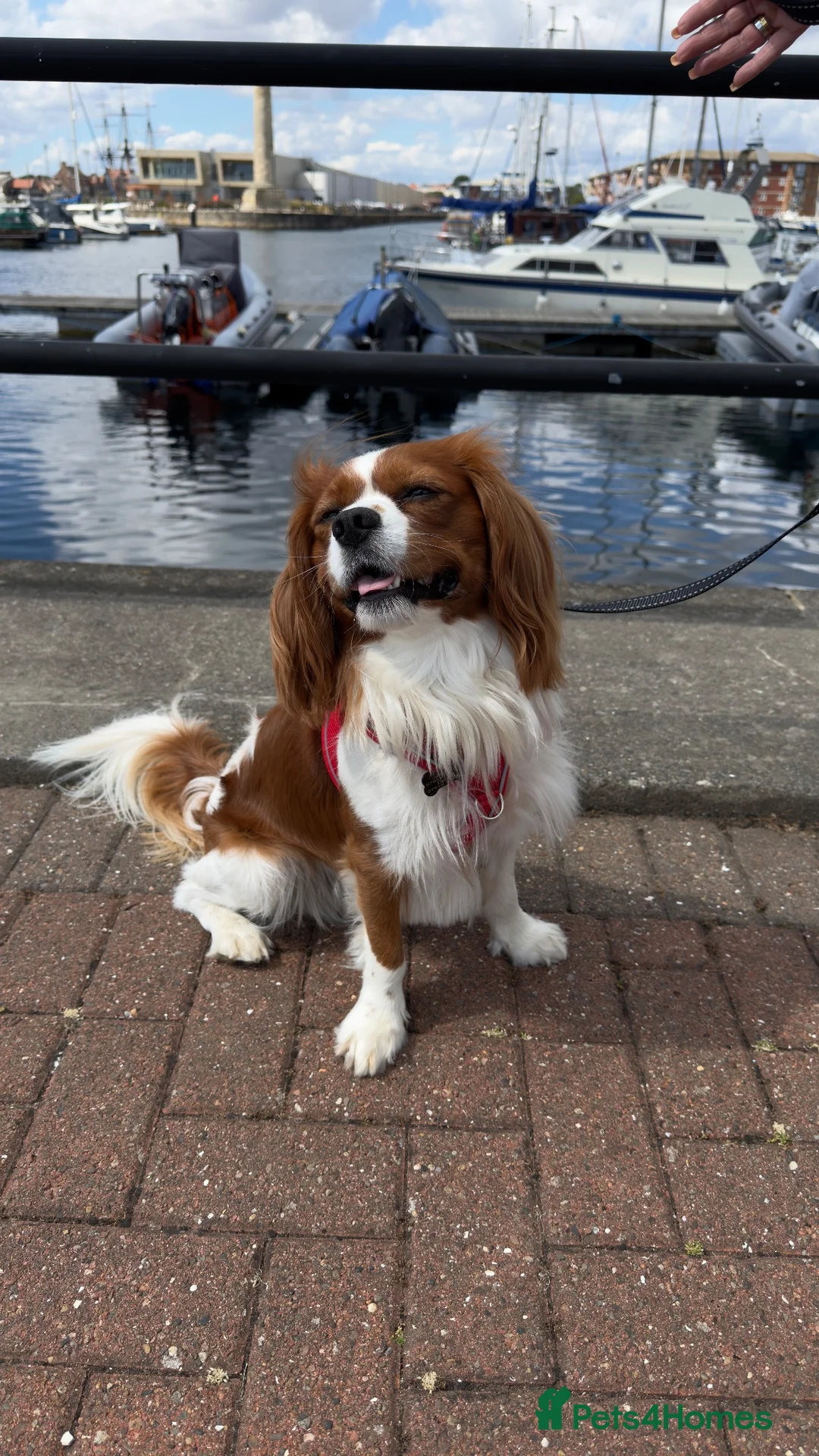 Cavalier King Charles Spaniel dogs for stud: Health Tested Cavalier King Charles For Stud - Advert 2