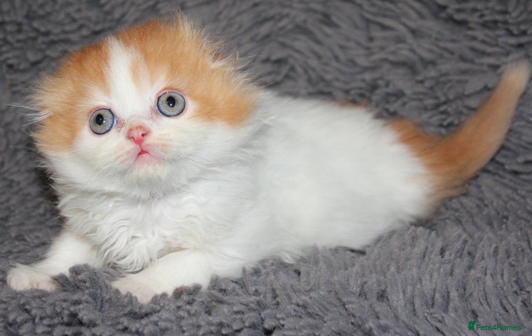 Scottish Fold cats for sale: Four wonderful Scottish Fold/straight kittens - Advert 4