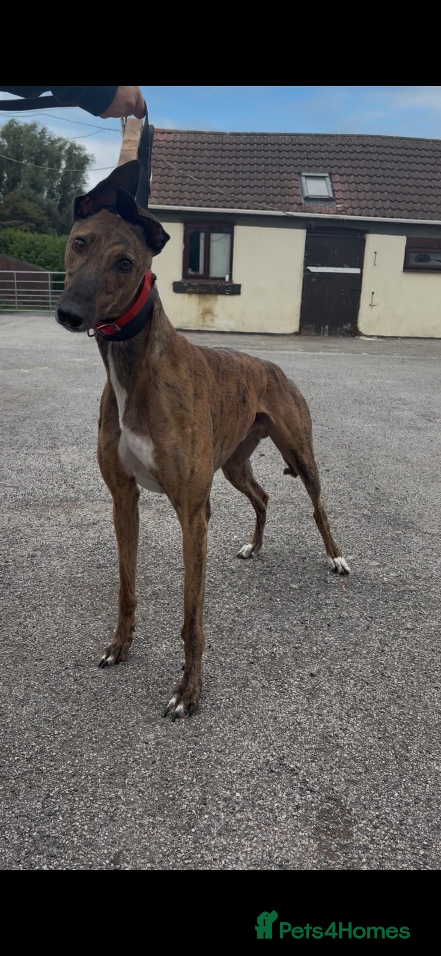 Greyhound dogs alan  - Advert 15