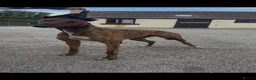 Greyhound dogs for sale: alan  - Advert 1