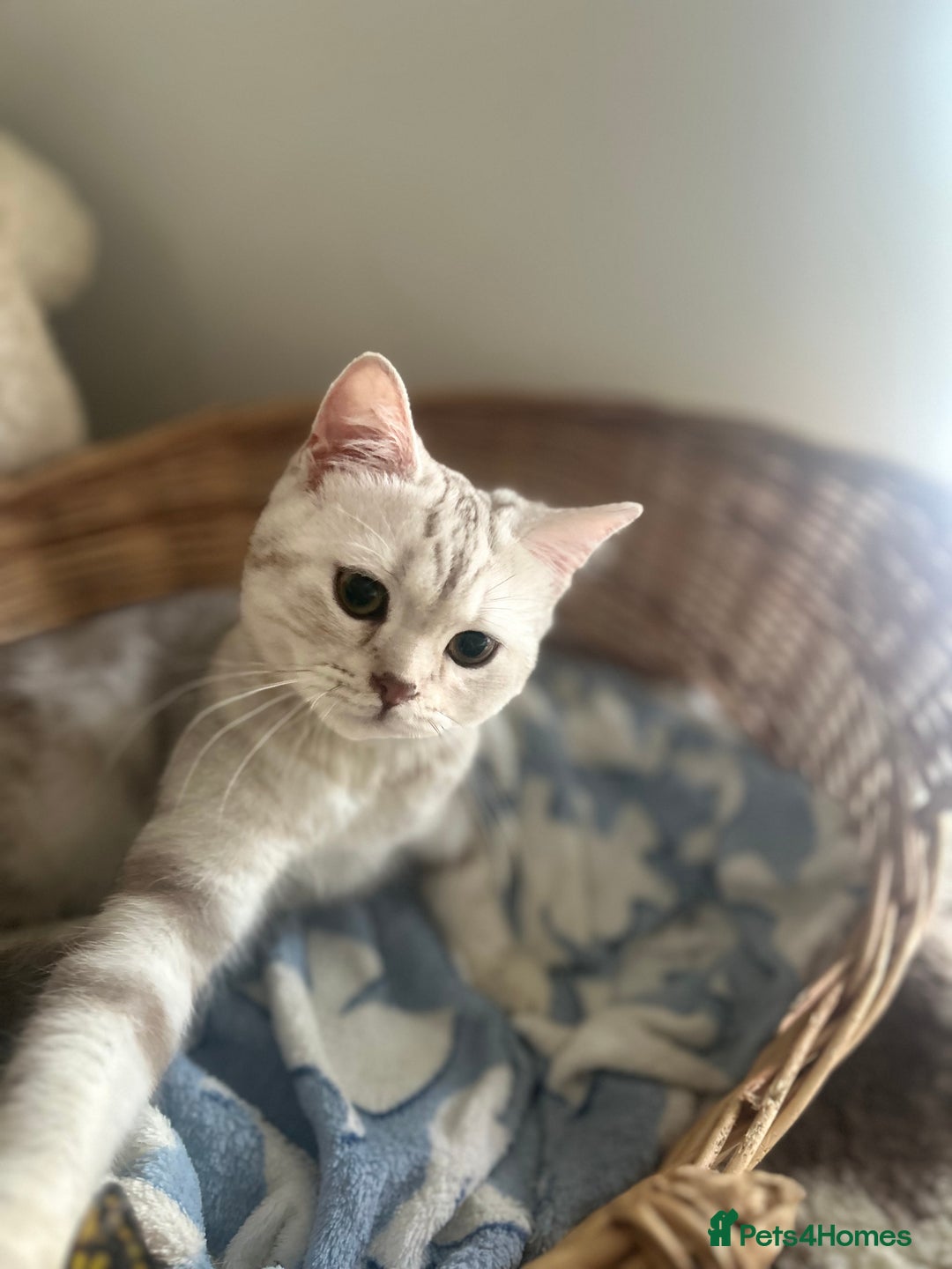 Scottish Fold cats for sale: Beautiful Marble tabby boy  - Image 10