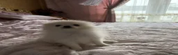 Pomeranian dogs for sale: Pomeranian puppies - Advert 2