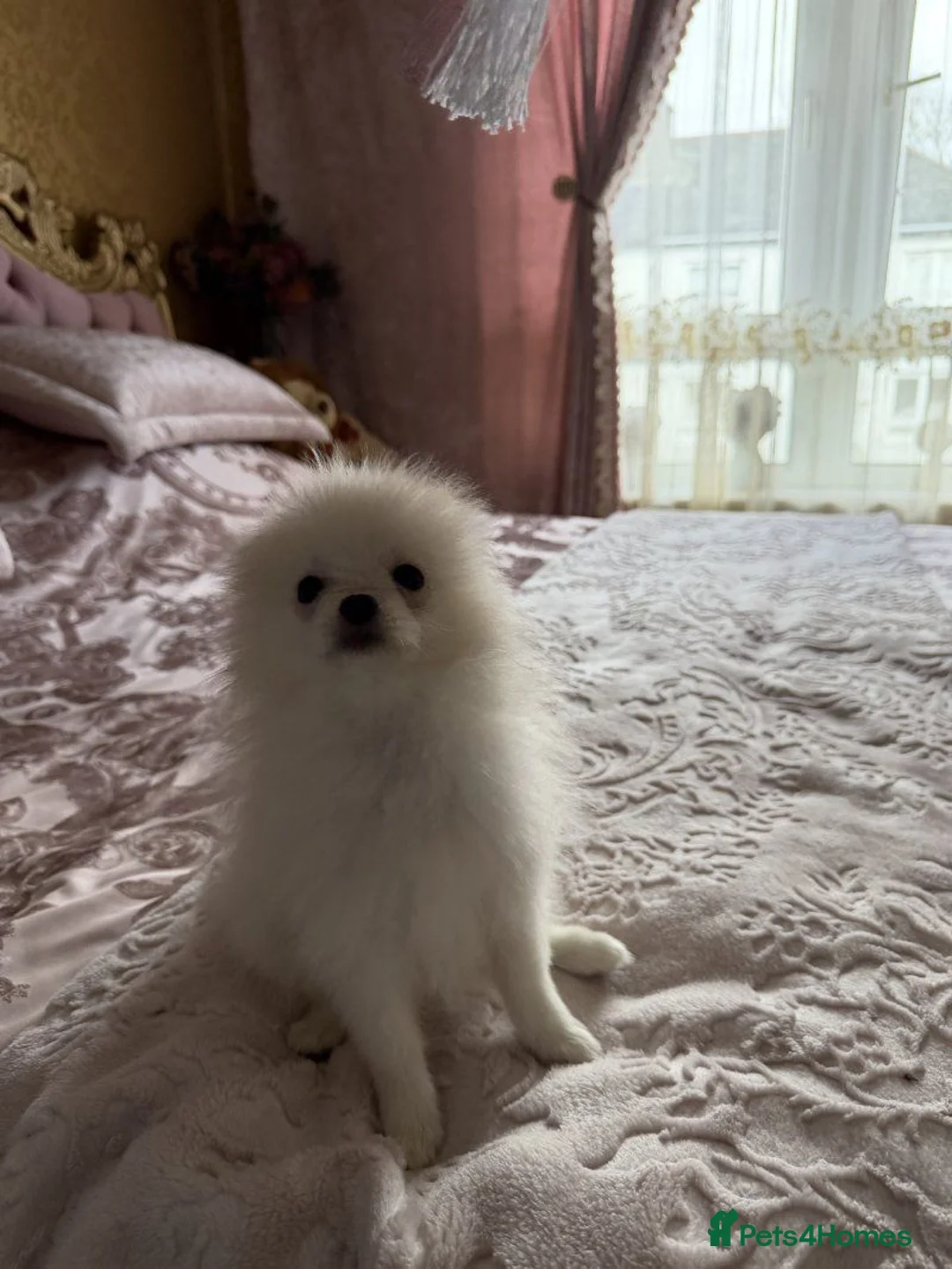 Pomeranian dogs for sale: Pomeranian puppies - Advert 2