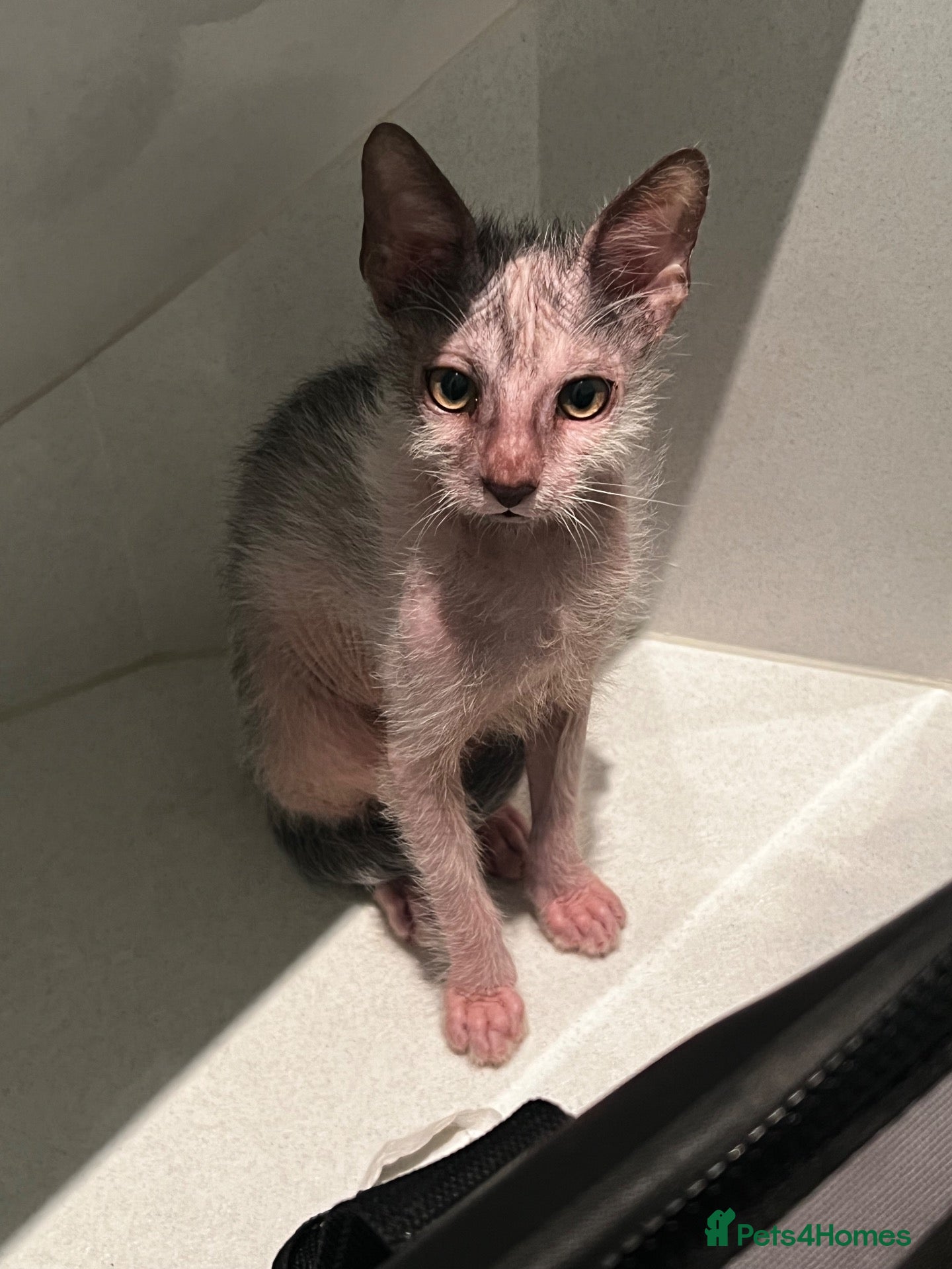 Lykoi cats LYKOI FULL PEDIGREE GCCF REGISTERED BABIES - Advert 2