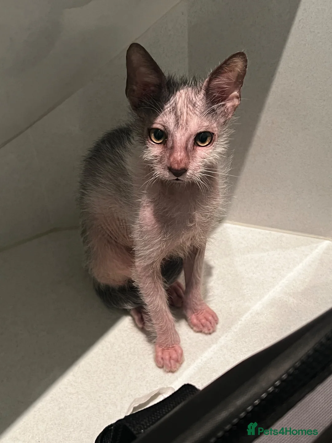 Lykoi cats for sale: LYKOI FULL PEDIGREE GCCF REGISTERED BABIES in Guildford - Advert 2