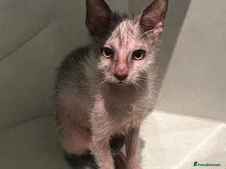 Lykoi cats LYKOI FULL PEDIGREE GCCF REGISTERED BABIES - Advert 2