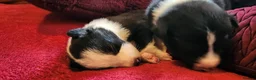 Border Collie dogs for sale: Beautiful Border Collie Puppies - Advert 21