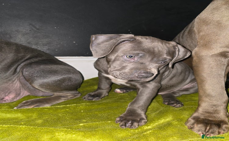 American Bulldog dogs - Advert 18