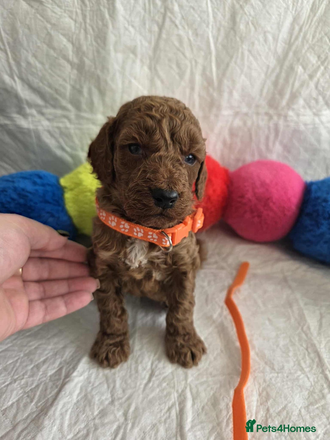 Goldendoodle dogs for sale: 👑Superb Rare Toy/Mini Deepest Red Goldendoodles👑 - Image 18