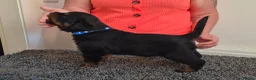 Rottweiler dogs for sale: Stunning fully health tested rottweiler pups in Sheffield - Advert 3