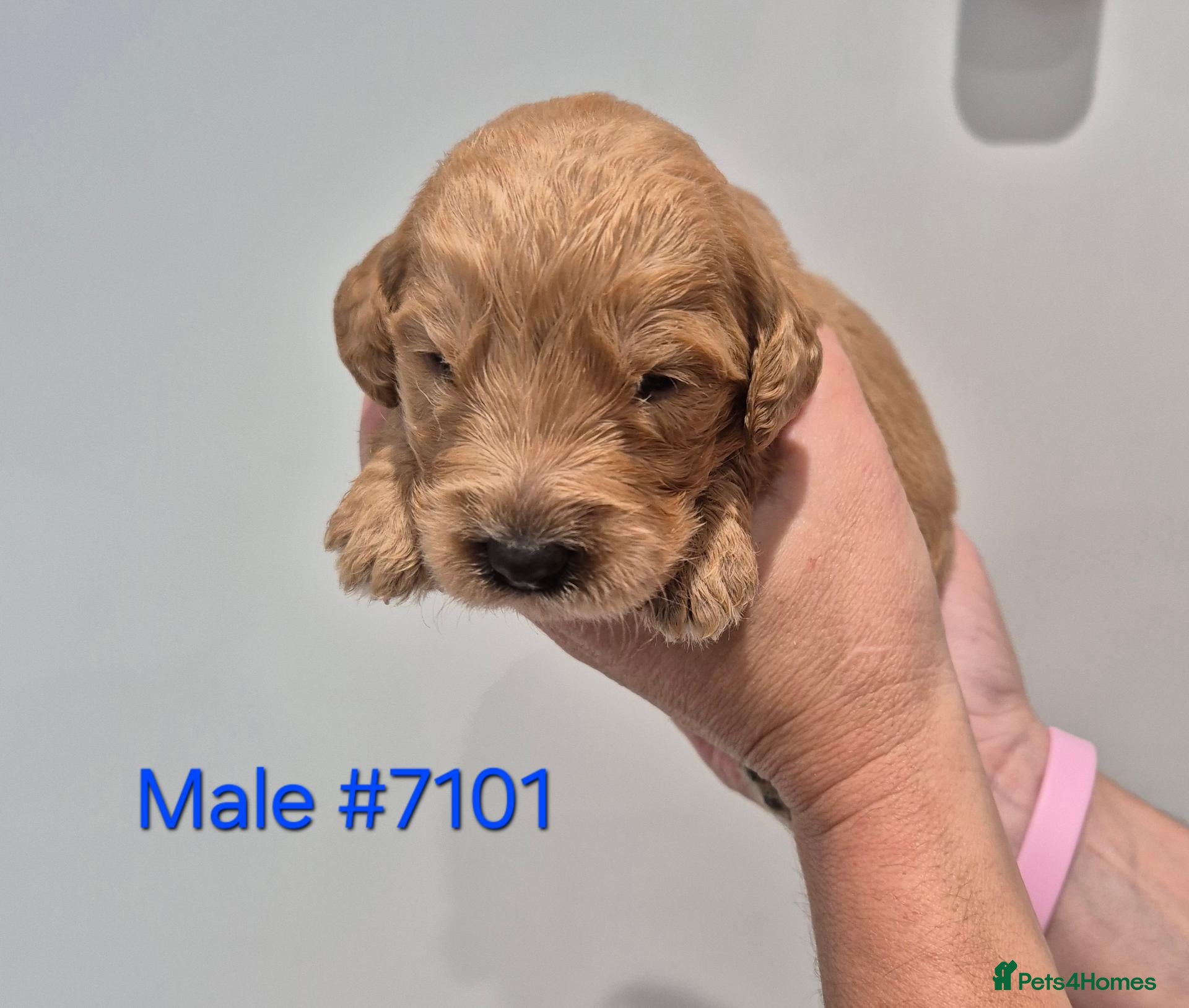 Goldendoodle dogs F1 Goldendoodle's - Advert 2
