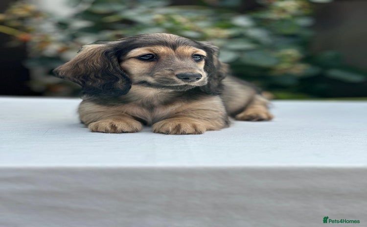 Miniature Dachshund dogs - Advert 4