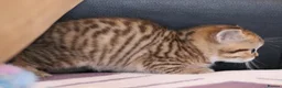 British Shorthair cats for sale: Beautiful TICA Kittens -Exceptional Pedigree Lines - Advert 36