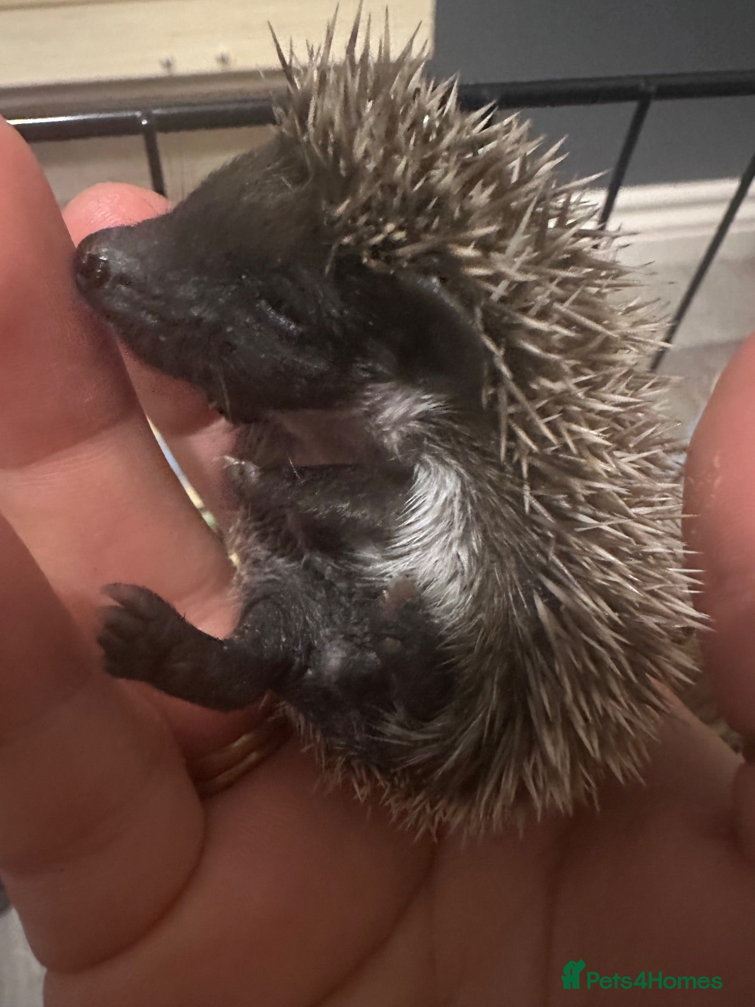 Pygmy Hedgehog rodents Pygmy hedgehogs  - Advert 2