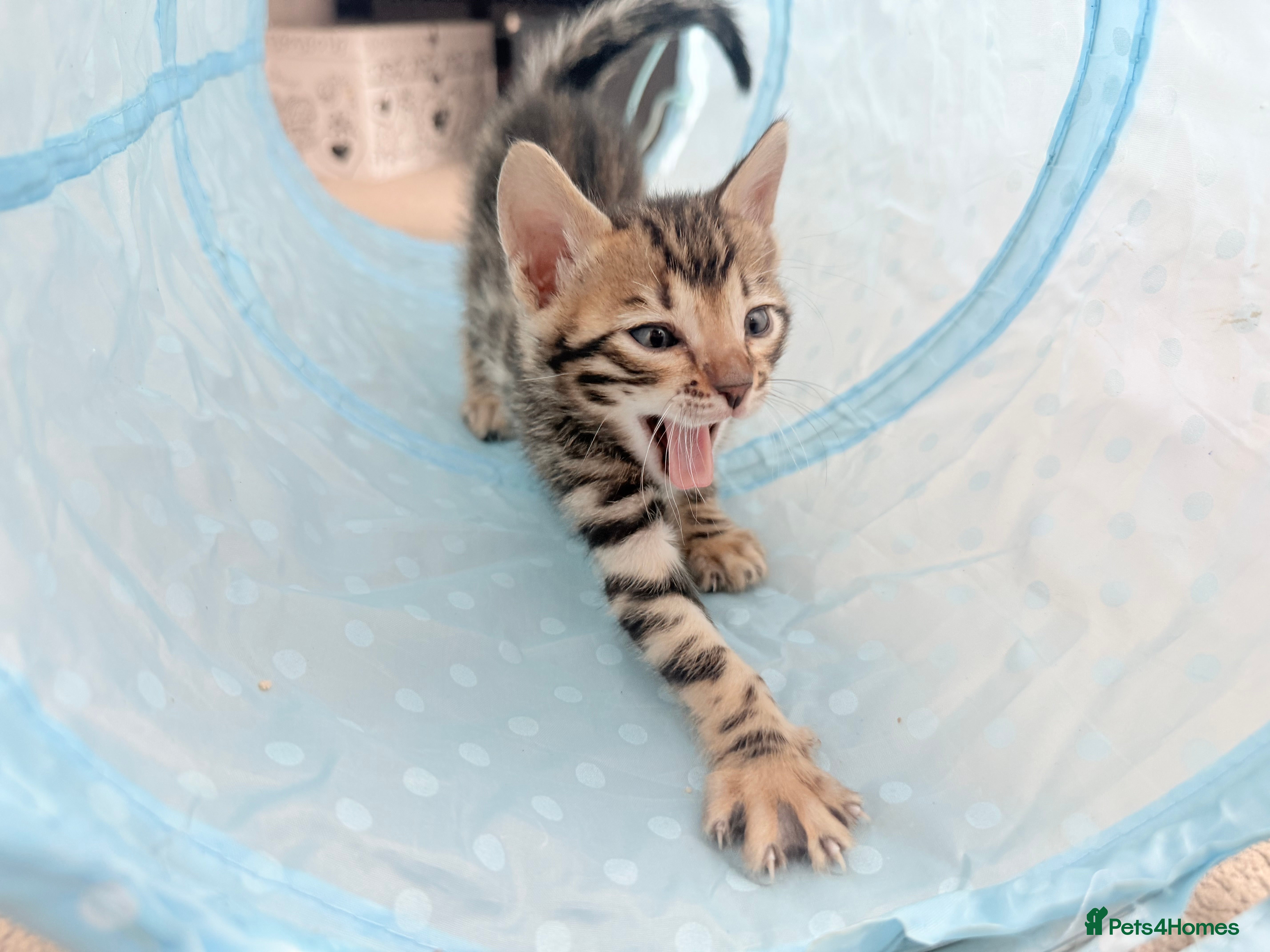 Bengal cats 4 bengal kittens  - Advert 2