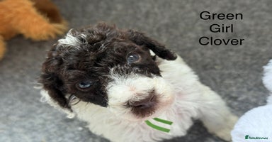 Labradoodle dogs - Advert 4